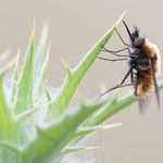Bombylisoma nigriceps