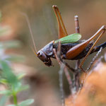 Atlantische Sumpf-Beißschrecke (Zeuneriana abbreviata)