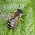 Andrena gravida (Weiße Bindensandbiene)