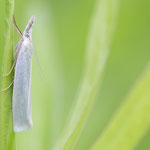 Crambus perlella (Weißer Graszünsler)
