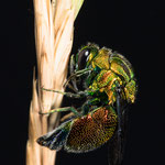 Stilbum cyanurum (Goldwespe)
