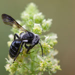 Andrena agilissima (Senf-Blauschillersandbiene)