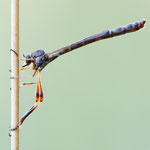 Leptogaster guttiventris (Wald-Schlankfliege)