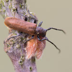 Kragenbock (Anaesthetis testacea)
