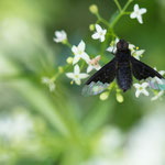 Hemipenthes morio (Trauerschweber)
