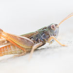 Schwarzfleckiger Heidegrashüpfer (Stenobothrus nigromaculatus)