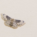 Idaea filicata