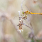 Sympetrum meridionale (Südliche Heidelibelle)