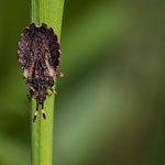 Aradus versicolor (Bunte Rindenwanze)