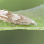Eucosma conterminana (Salatsamenwickler)