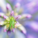 Calocoris alpestris (Almen-Schmuckwanze)