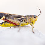 Große Höckerschrecke (Arcyptera fusca)