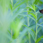 Mandeläugiger Mohrenfalter (Erebia alberganus)