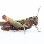 Buntbäuchiger Grashüpfer (Omocestus rufipes)