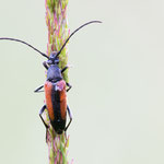 Kleiner Schmalbock (Stenurella melanura)