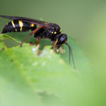 Argogorytes mystaceus (Ragwurz-Zikadenwespe)