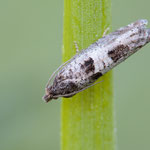 Epiblema similana