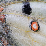 Hochalpen-Apollo (Parnassius phoebus)