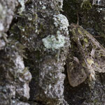 Trachea atriplicis (Meldeneule)