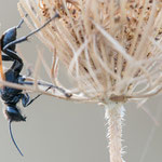 Prionyx subfuscatus (Grabwespe)