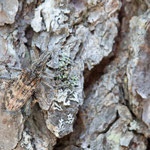 Schrotbock (Rhagium inquisitor)