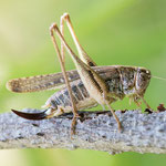 Graue Beißschrecke (Platycleis grisea)