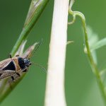Xanthochilus quadratus (Rhombenflecken-Langwanze)