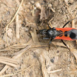Peirates hybridus (Raubwanze)