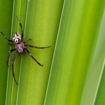 Larinioides sp. (Radnetzspinne)