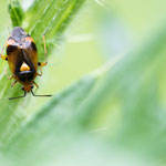 Deraeocoris ruber (Rote Weichwanze)