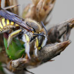 Garten-Wollbiene (Anthidium manicatum)