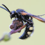 Scolia sexmaculata (Sechsfleckige Dolchwespe)