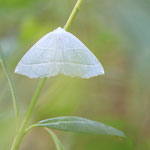 Campaea margaritaria (Perlglanzspanner)
