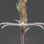 Merrifieldia sp.