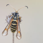 Bembecia ichneumoniformis (Hornklee-Glasflügler)