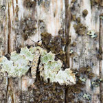 Colostygia pectinataria (Prachtgrüner Bindenspanner)