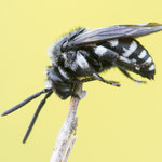 Pracht-Trauerbiene (Melecta luctuosa)