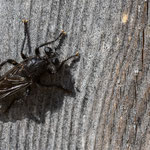 Andrenosoma atrum (Schwarze Mordfliege)