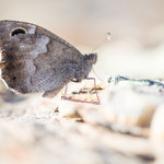 Eisenfarbiger Samtfalter (Hipparchia statilinus)