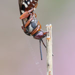 Heide-Filzbiene (Epeolus cf. cruciger)