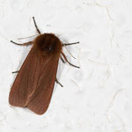 Phragmatobia fuliginosa (Rostflügelbär)