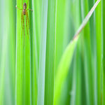Metellina mengei (Herbstspinne)