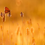 Kleines Wiesenvögelchen (Coenonympha pamphilus)