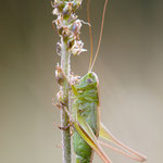 Zweifarbige Beißschrecke (Bicolorana bicolor)