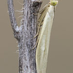 Selagia argyrella