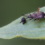 Closterotomus biclavatus (Zweikeulen-Weichwanze)