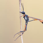 Ammophila heydeni (Südliche Sandwespe)