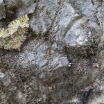 Colostygia olivata (Olivgrüner Bindenspanner)