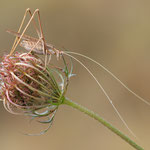 Lilienblatt-Sichelschrecke (Tylopsis lilifolia)