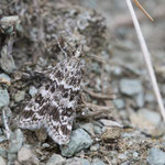 Eudonia vallesialis